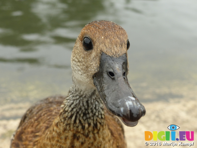 FZ029815 Duck close up